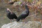 Hermit ibis