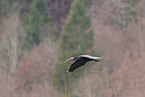Hermit ibis