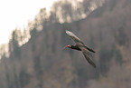 Hermit ibis