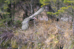 Hermit ibis