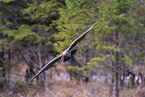 Hermit ibis