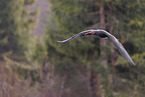 Hermit ibis