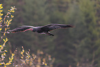 Hermit ibis