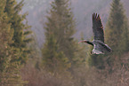 Hermit ibis