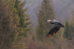 Hermit ibis