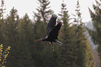 Hermit ibis