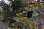 Hermit ibis