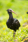 Waldrapp