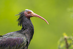 Waldrapp