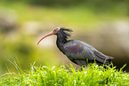 Waldrapp
