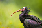 Waldrapp