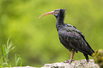 Waldrapp