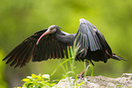 Waldrapp