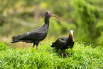 Waldrapp