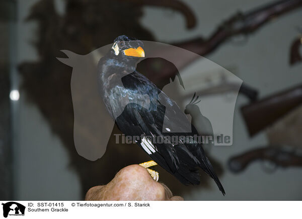 Southern Grackle / SST-01415