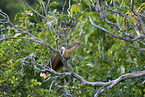 Hoatzin