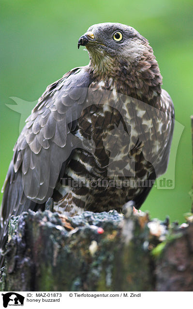 honey buzzard / MAZ-01873