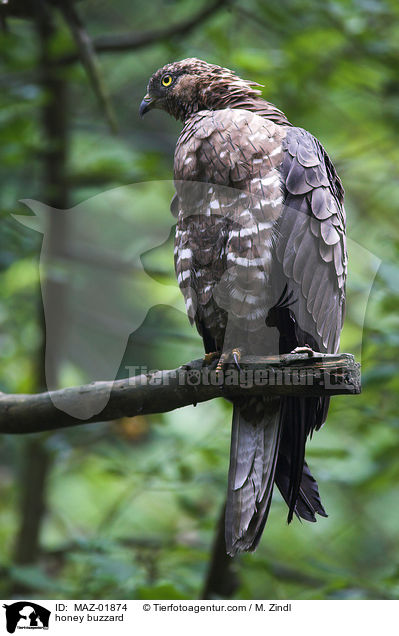 Wespenbussard / honey buzzard / MAZ-01874