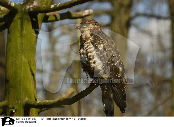 Wespenbussard / honey buzzard / SST-04357