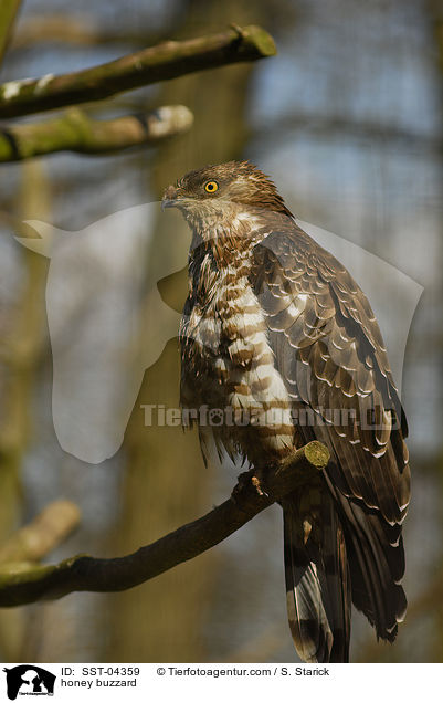 Wespenbussard / honey buzzard / SST-04359
