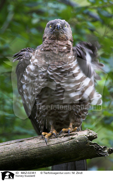 Wespenbussard / honey buzzard / MAZ-02361