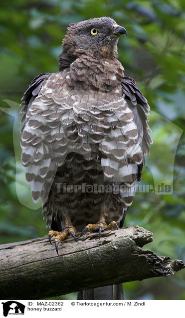 honey buzzard / MAZ-02362