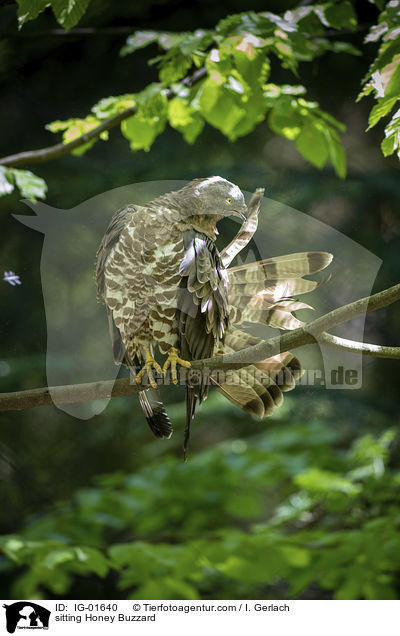 sitzender Wespenbussard / sitting Honey Buzzard / IG-01640