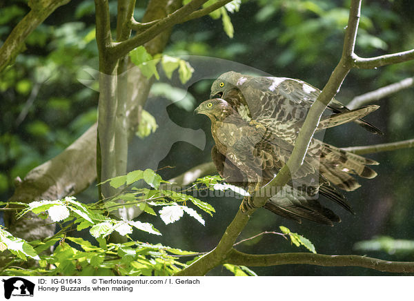 Wespenbussarde bei der Paarung / Honey Buzzards when mating / IG-01643