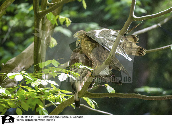 Wespenbussarde bei der Paarung / Honey Buzzards when mating / IG-01644
