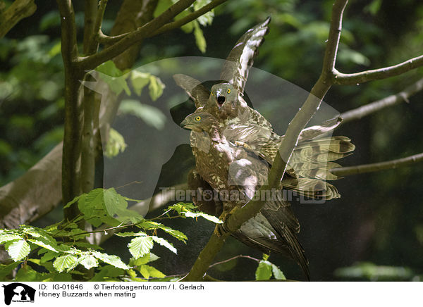 Wespenbussarde bei der Paarung / Honey Buzzards when mating / IG-01646
