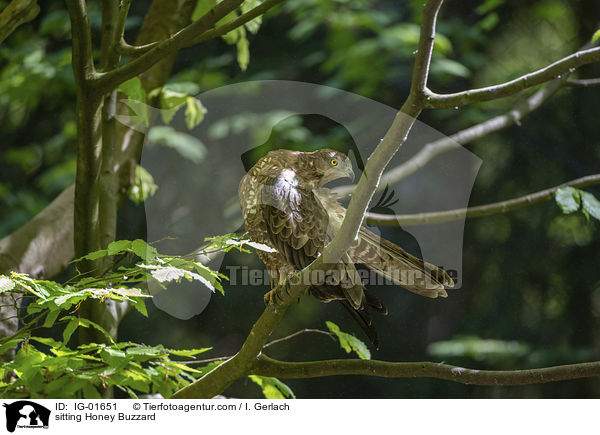 sitzender Wespenbussard / sitting Honey Buzzard / IG-01651
