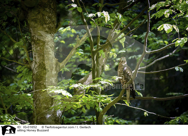 sitzender Wespenbussard / sitting Honey Buzzard / IG-01652