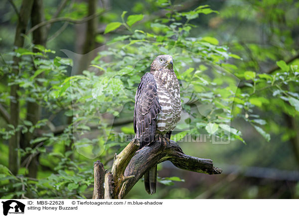 sitting Honey Buzzard / MBS-22628