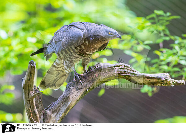 European honey buzzard / FH-02272