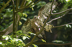 Honey Buzzards when mating