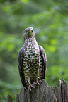 sitting Honey Buzzard