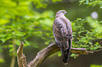 European honey buzzard