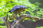 European honey buzzard