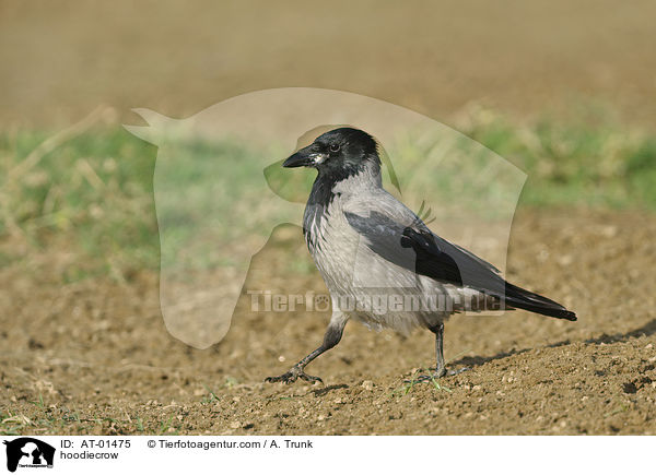 hoodiecrow / AT-01475