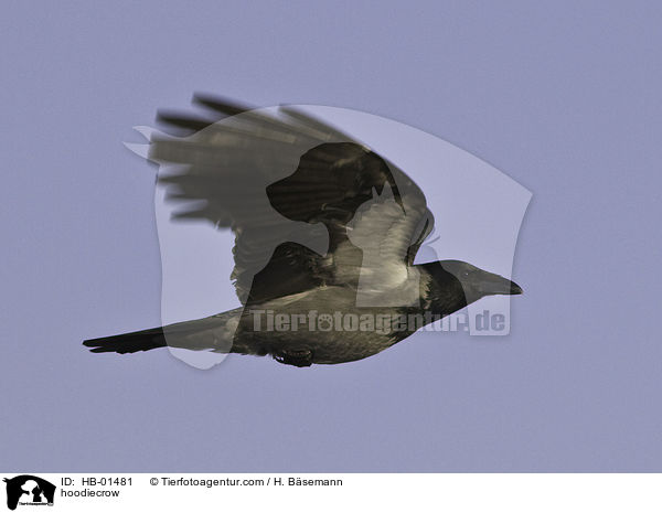 hoodiecrow / HB-01481