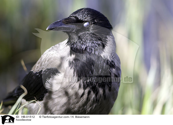 hoodiecrow / HB-01512