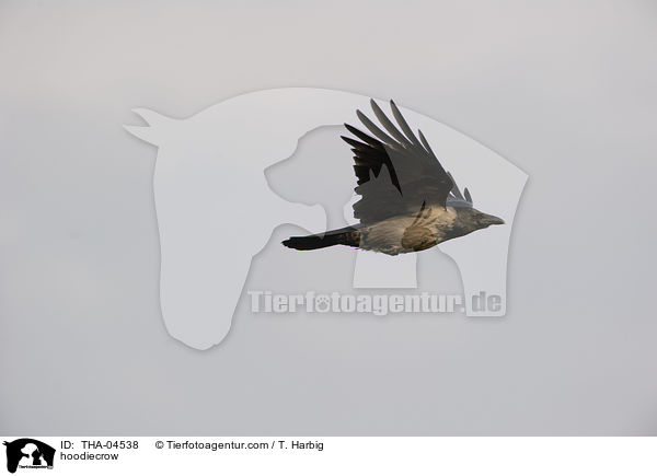 hoodiecrow / THA-04538