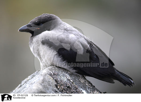 hoodiecrow / FF-02129