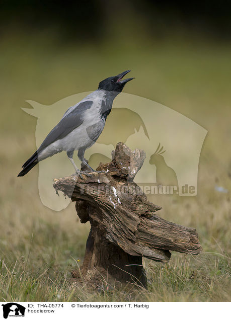 Nebelkrhe / hoodiecrow / THA-05774