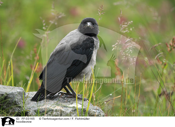 hoodiecrow / FF-03165