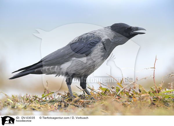 hoodiecrow / DV-03035