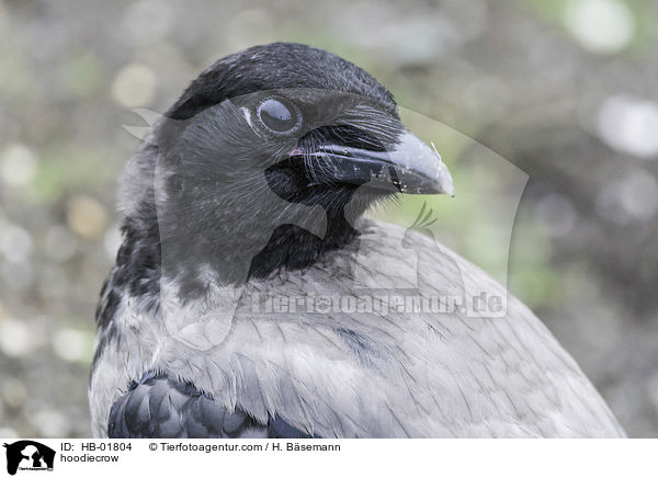 hoodiecrow / HB-01804