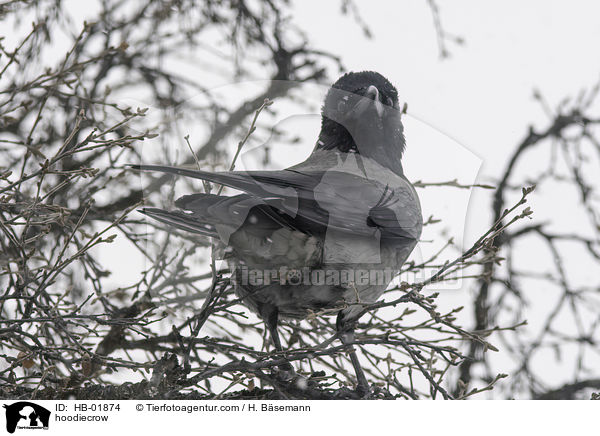 hoodiecrow / HB-01874