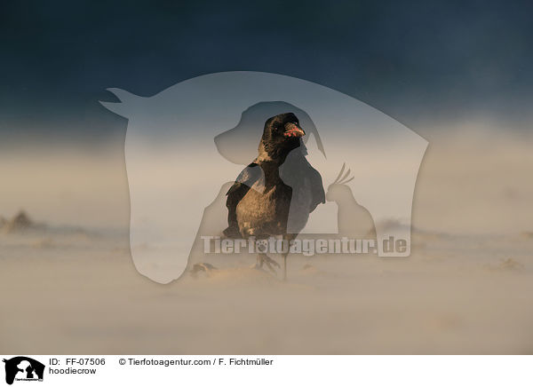 Nebelkrhe / hoodiecrow / FF-07506
