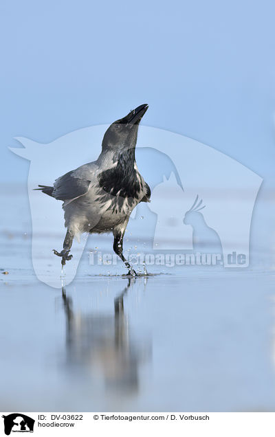 hoodiecrow / DV-03622